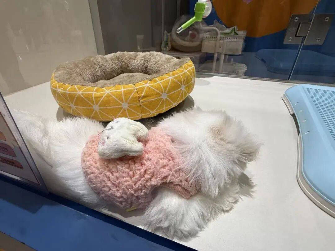 单!毛孩子也有新年三件套pg电子免费模拟器游戏爆(图3) 单!毛孩子也有新年三件套pg电子免费模拟器游戏爆(图3)